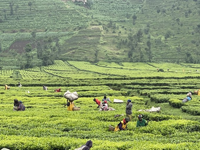 jcniyomugabo's tweet photo. Have you been to a tea farm before?This is how tea is harvested in Rwanda 🇷🇼 https://t.co/XdiCVcOXUY