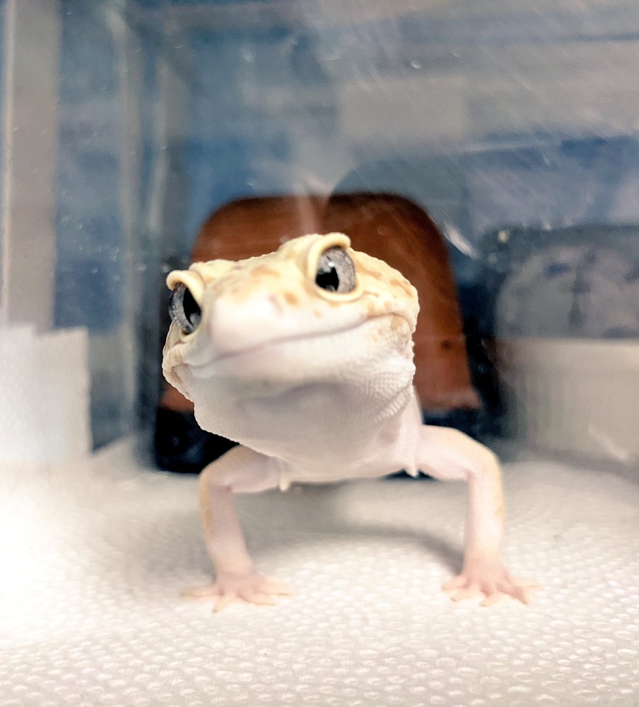 かわいい