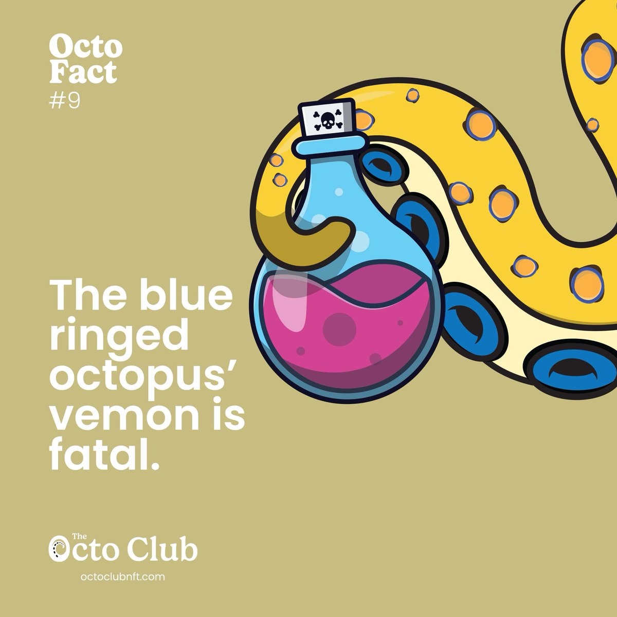OctoClubNFT's tweet photo. Octo Fact #9 Blue-ringed octopuses are undeniably stunning. When alarmed, they will show off the eponymous iridescent blue rings covering their bodies. Beware, they are some of the most venomous marine animals. They are very dangerous to humans. ☠️🐙

#octoclub #octoclubnft https://t.co/EwqTmtr8TX