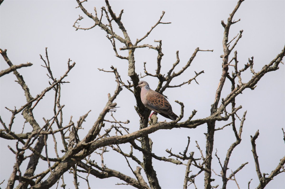 Finally tracked down one of the purring Turtle doves #brancasterstaithe <a href="/David01427/">David Copeland</a>