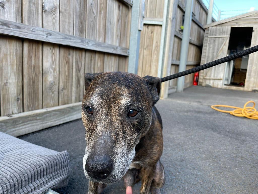 Calling all Staffie lovers .we’re looking for a foster for lovely Frank , a senior staffie boy who has sadly been abandoned as is very distressed I Kenneks . Anyone out there ? 🐾