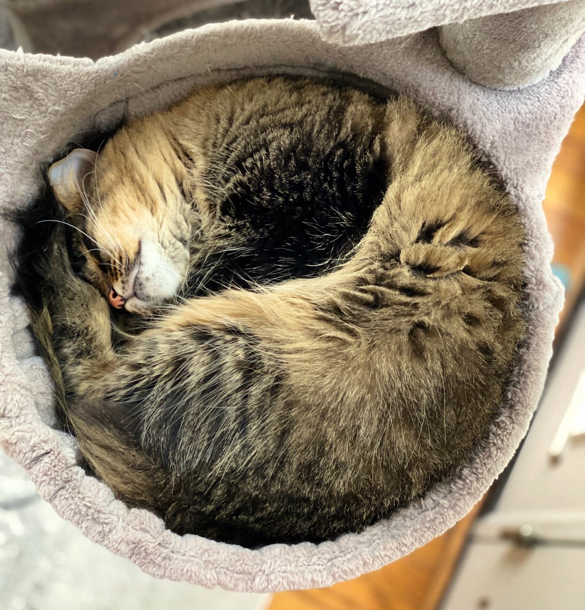 Shadow41369867's tweet photo. @PanamaPaws @TheCatSenate I’m just a BABY! https://t.co/CFwV2bjJnn
