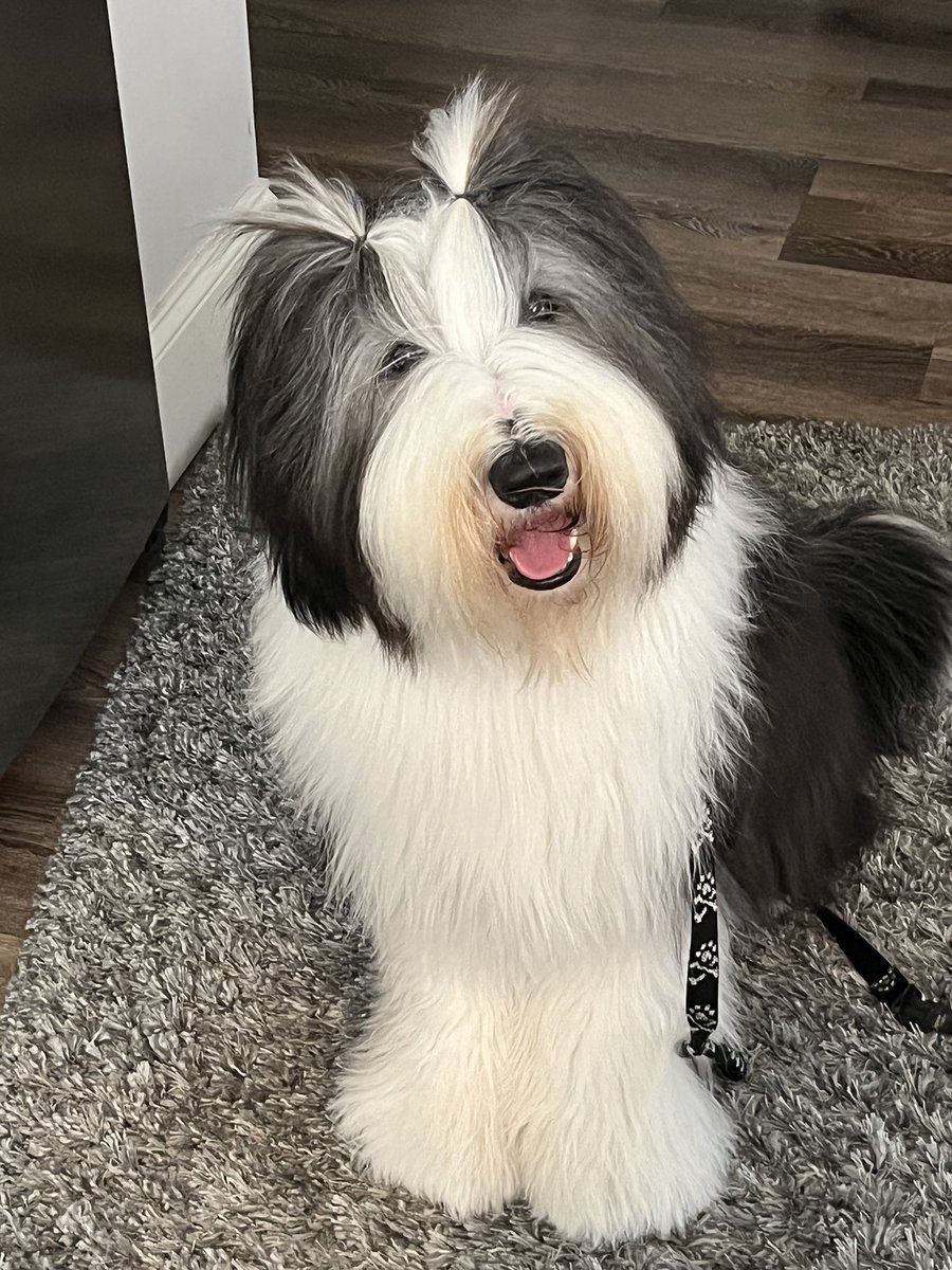 BeardieCharlie's tweet photo. Oliver and his cool hair. #Beardedcollies #Beardedcollie #dogsoftwitter #dogs #joy##love https://t.co/E4FhuDWDsN