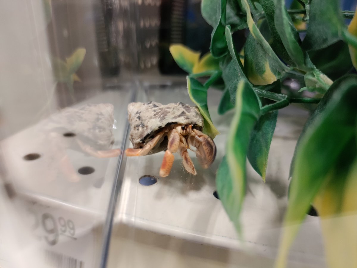 Petsmart0509's tweet photo. We have hermit crabs!!! Pros: Cute, quiet, and entertaining! #hermitcrabs #anythingforpets #petsmart0509 https://t.co/VlwGfRWNjE