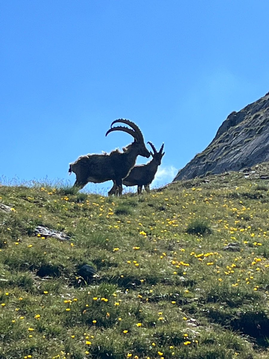 lumachina58's tweet photo. Alta #montagna #stambecchi #Valtellina https://t.co/cFEjpvmb6I