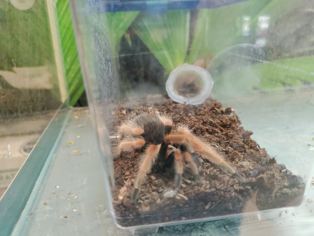 Petsmart0509's tweet photo. Tarantulas need love too! Look at this beauty! #tarantulas #anythingforpets #petsmart0509 https://t.co/sU8dZFoynC