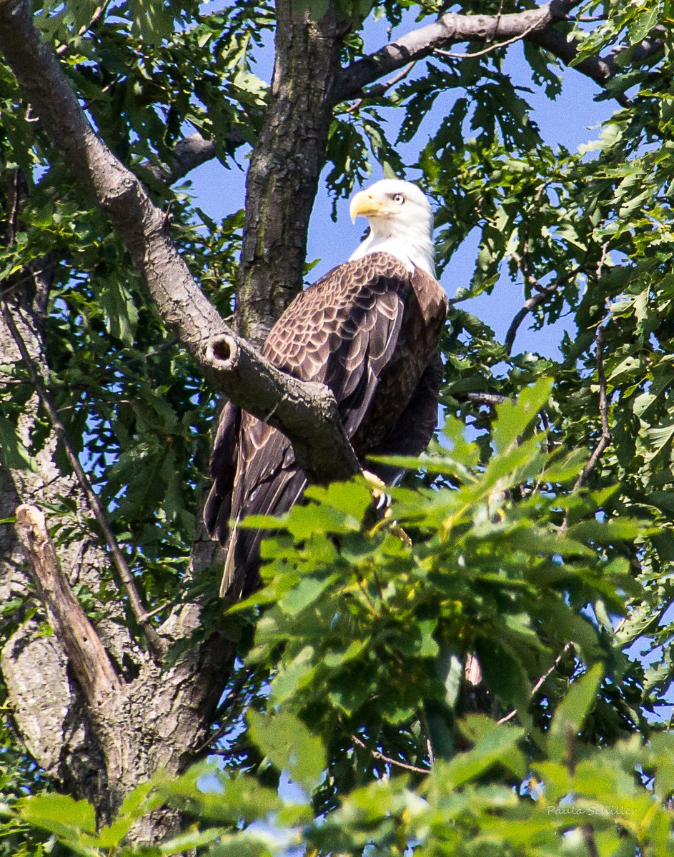 marinesanctuary's tweet photo. #2 Bird Watch for Bald Eagles
Celebrate America’s birthday with the ultimate American icon: the #BaldEagle. This majestic #bird can be found perched proudly in many of America’s national marine sanctuaries, such as #MallowsBay and @OlympicCoast National Marine Sanctuary! https://t.co/uM0z2KDJ3n