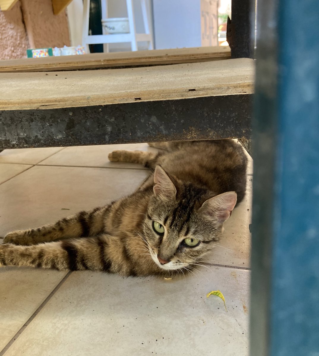 Elli_elsewhere's tweet photo. #greekcat #cat #CatsOfTwitter #cats #Greece https://t.co/Nm9TvEqZks