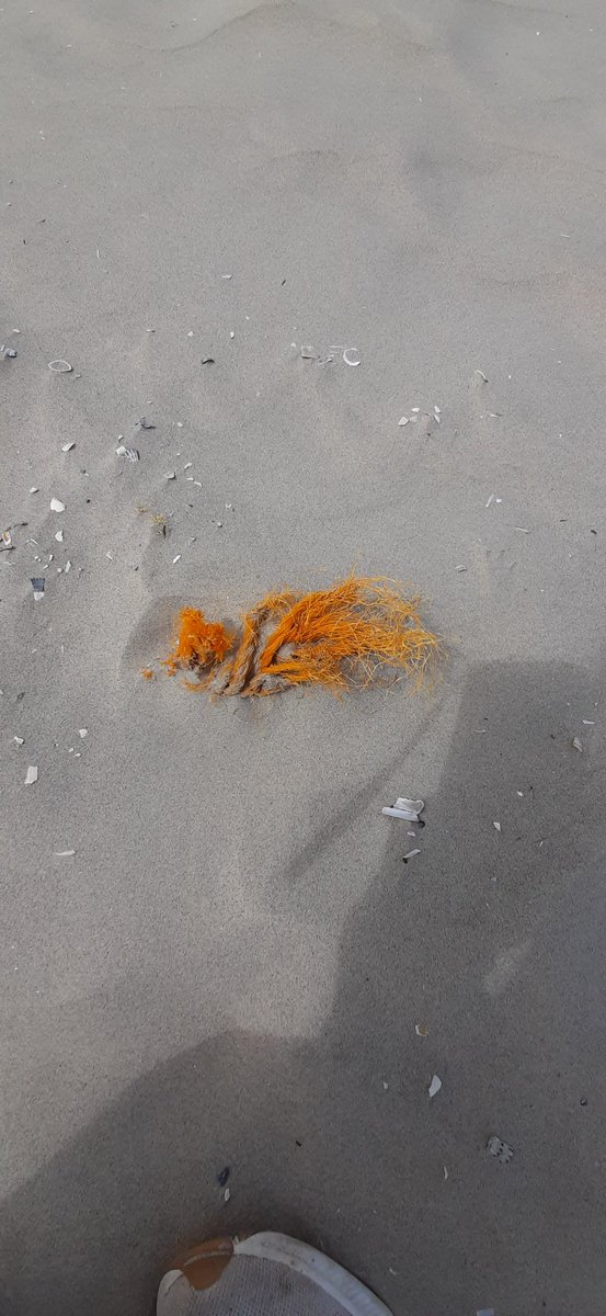 estervanjoolen's tweet photo. Jutten op het Noordzeestrand van #Ameland met @waddentweets. Goed nieuws: het strand is netjes, schoon. Schoonste strand van Nederland? Wel nog steeds #vispluis. Komen we er ooit vanaf? #visserij https://t.co/2DnkRxHKnw