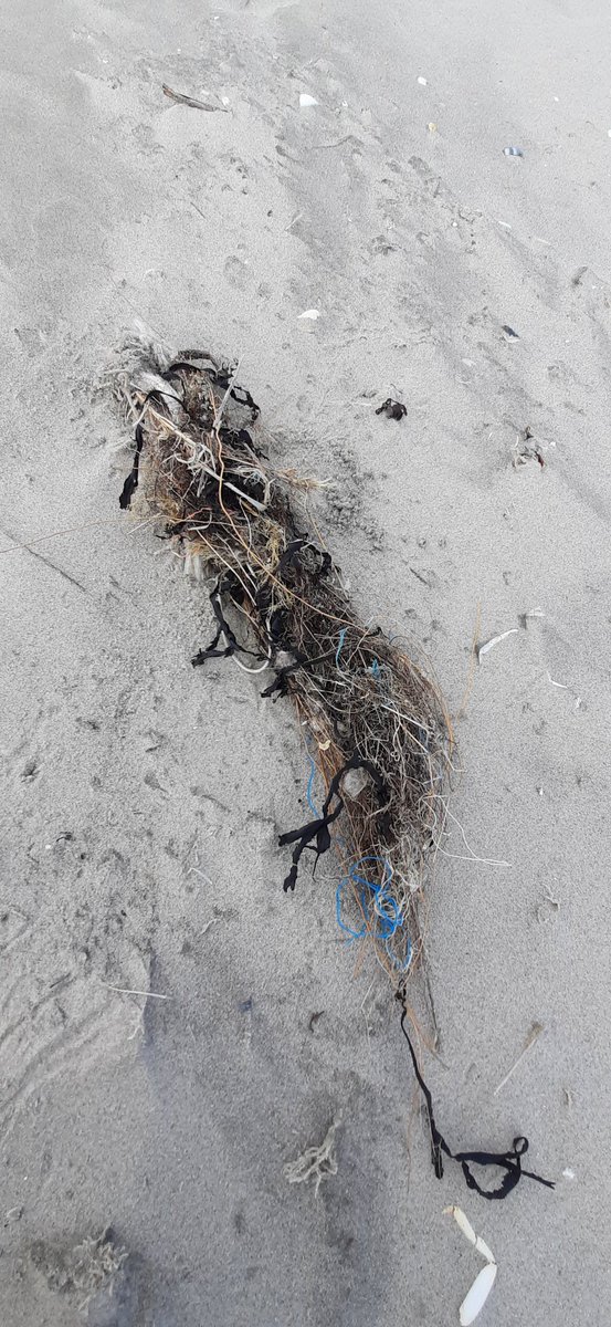estervanjoolen's tweet photo. Jutten op het Noordzeestrand van #Ameland met @waddentweets. Goed nieuws: het strand is netjes, schoon. Schoonste strand van Nederland? Wel nog steeds #vispluis. Komen we er ooit vanaf? #visserij https://t.co/2DnkRxHKnw