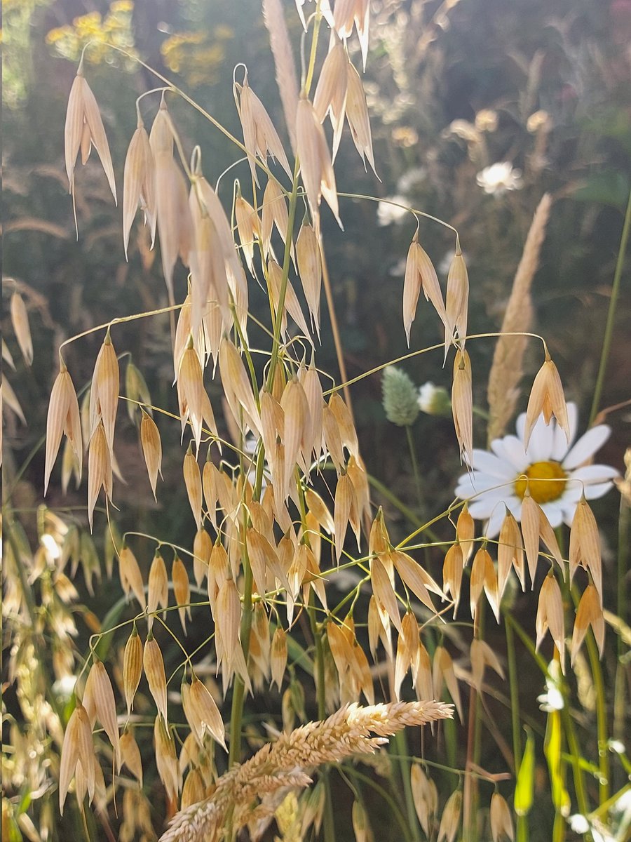 GJGamble's tweet image. And the Oats look stunning at this time of year too! #Grasses #Sedges #Grains #Meadow #Wildflowers #Nature #Wildlife #Seed #Oats #Wildlife
