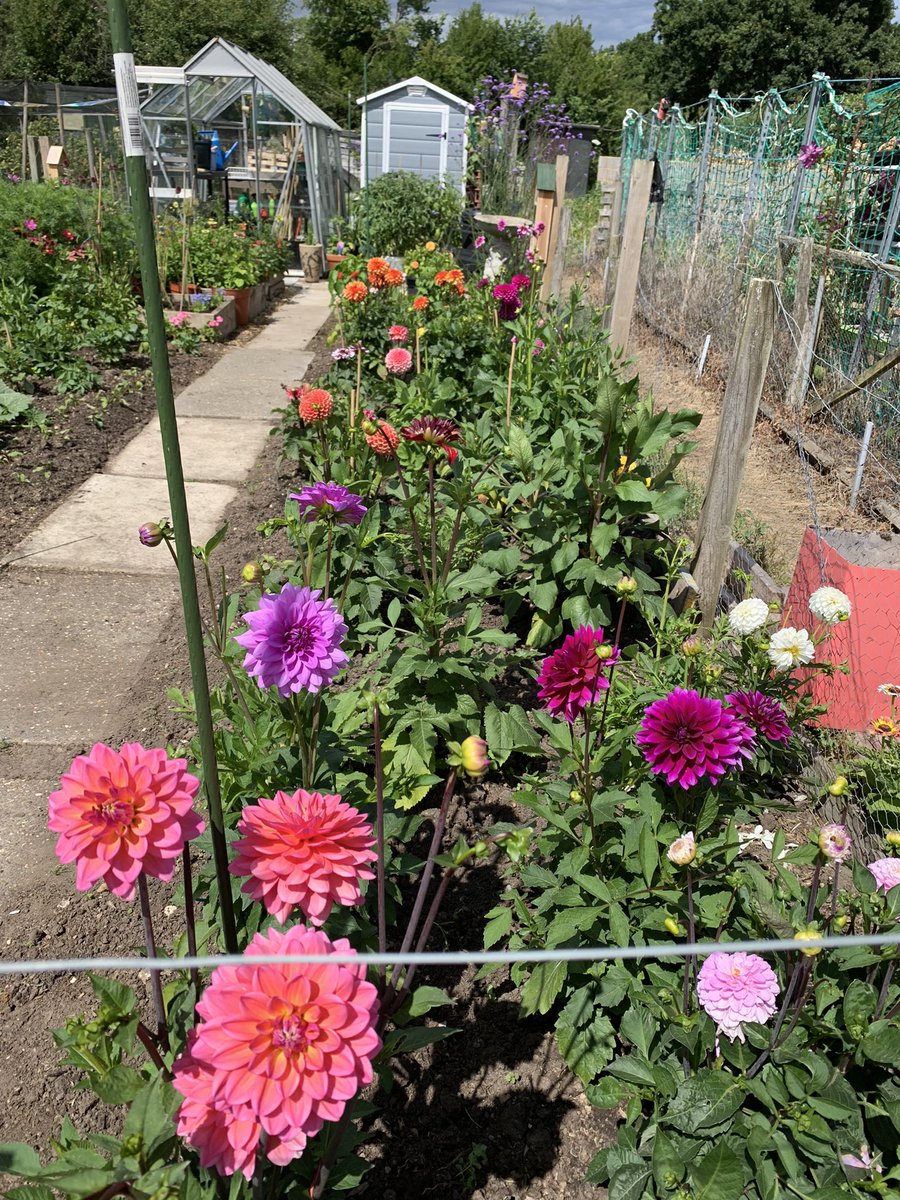 gazsplot's tweet photo. Red Admiral visiting the Verbena at the allotment today (Caz took the picture) and my main Dahlia bed #alloment #allotmentlife #flowers #GardeningTwitter #DahliaLove #Dahlia https://t.co/XNzQtpEt6e