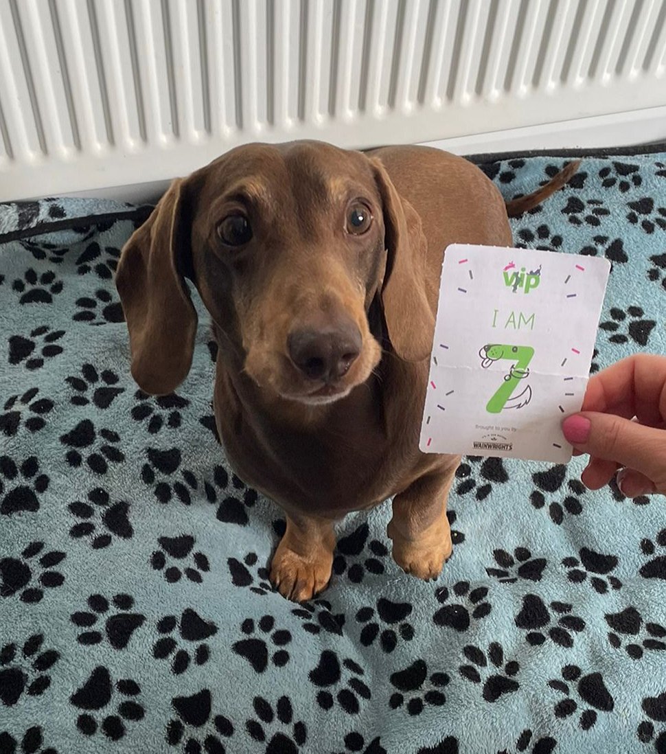 ChrissyBags's tweet photo. Happy 7th Birthday to our Melvin 🎉🎈🎂🤗 #PetsatHome #VIPfurbabies https://t.co/zGtWNW9h0C