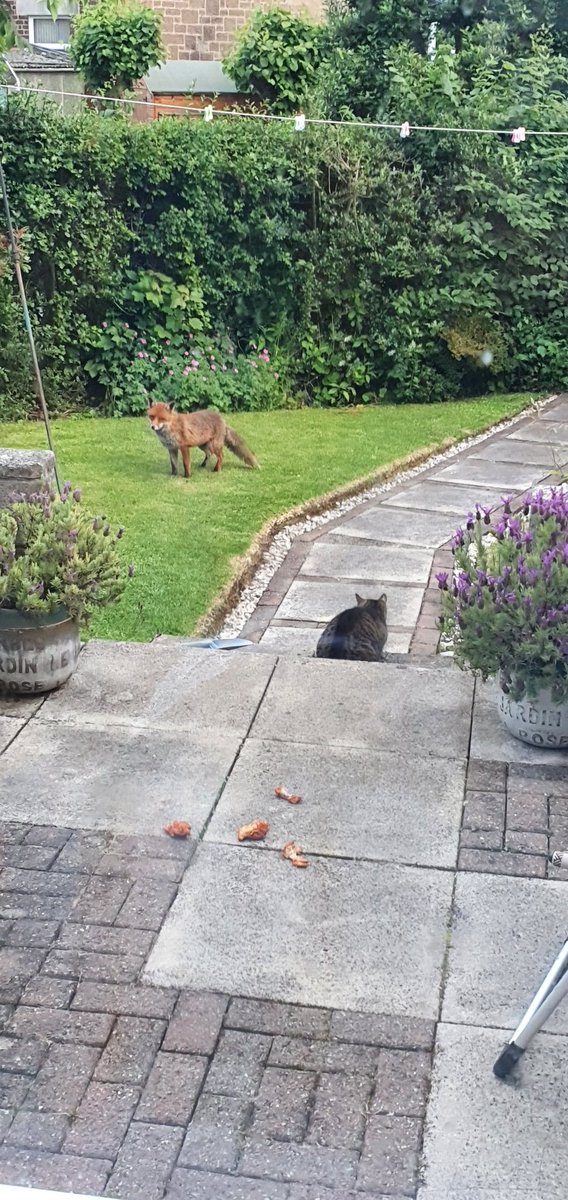 Wullie_A_Um's tweet photo. @Natures_Voice Our cat and our nightly visitor having a Mexican standoff.... It ended peacefully😊🦊🐈 https://t.co/fSfj5SBme7