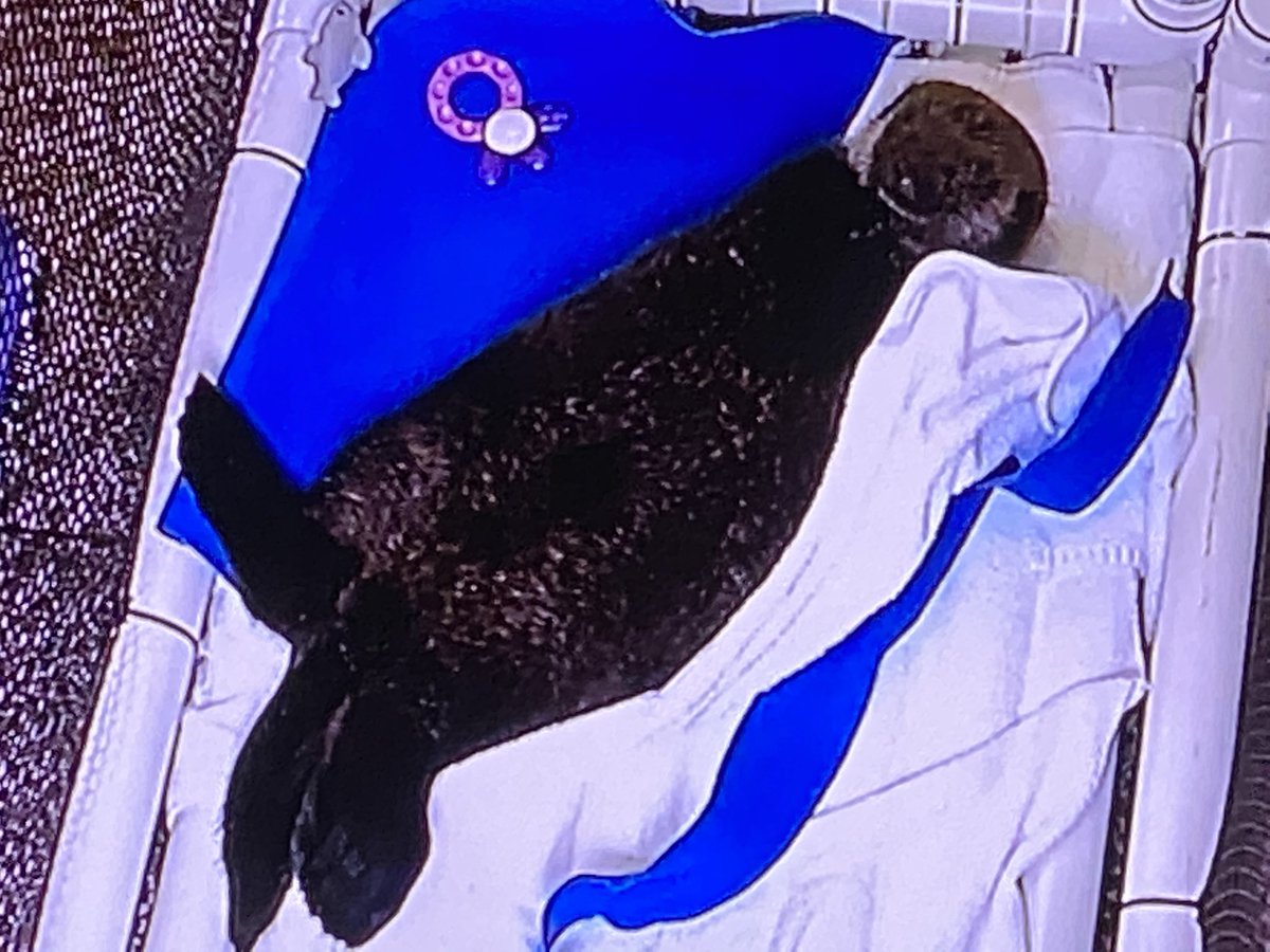 TaraDBennett's tweet image. Happy 2 year Rescueversary, #JoeyOtter🎉🎉🎉 @vanaqua