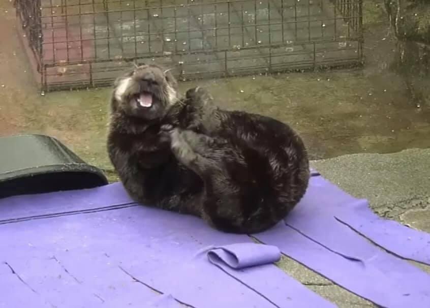 TaraDBennett's tweet image. Happy 2 year Rescueversary, #JoeyOtter🎉🎉🎉 @vanaqua