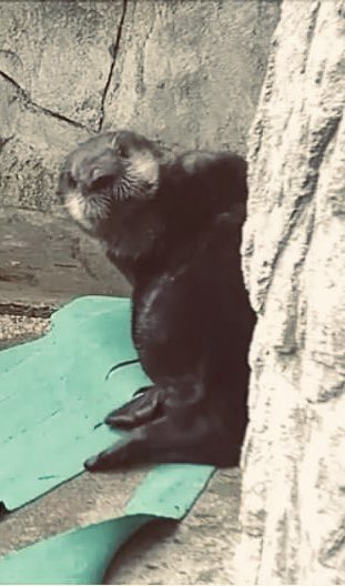 TaraDBennett's tweet image. Happy 2 year Rescueversary, #JoeyOtter🎉🎉🎉 @vanaqua