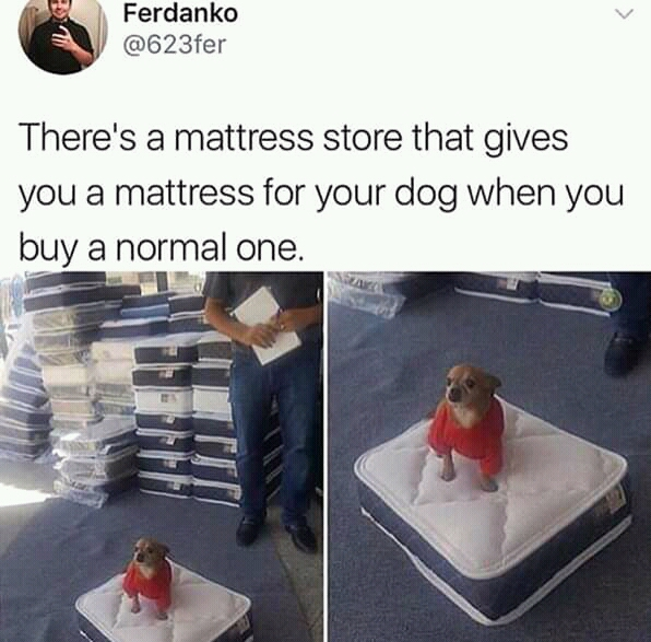 WholesomeMemes (@wholesomememe) on Twitter photo 