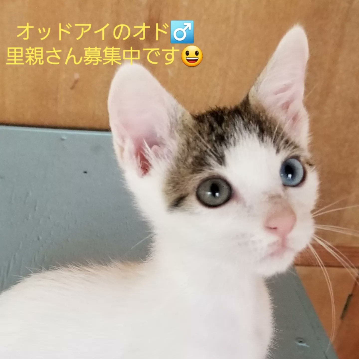 Npo法人 神戸アニマルリンク Kobeanimallink Twitter