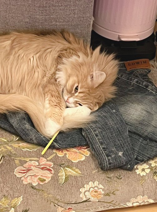 おはようのシャルちゃん🐾

🐱<げつようびさんが やってきたにゃ… 