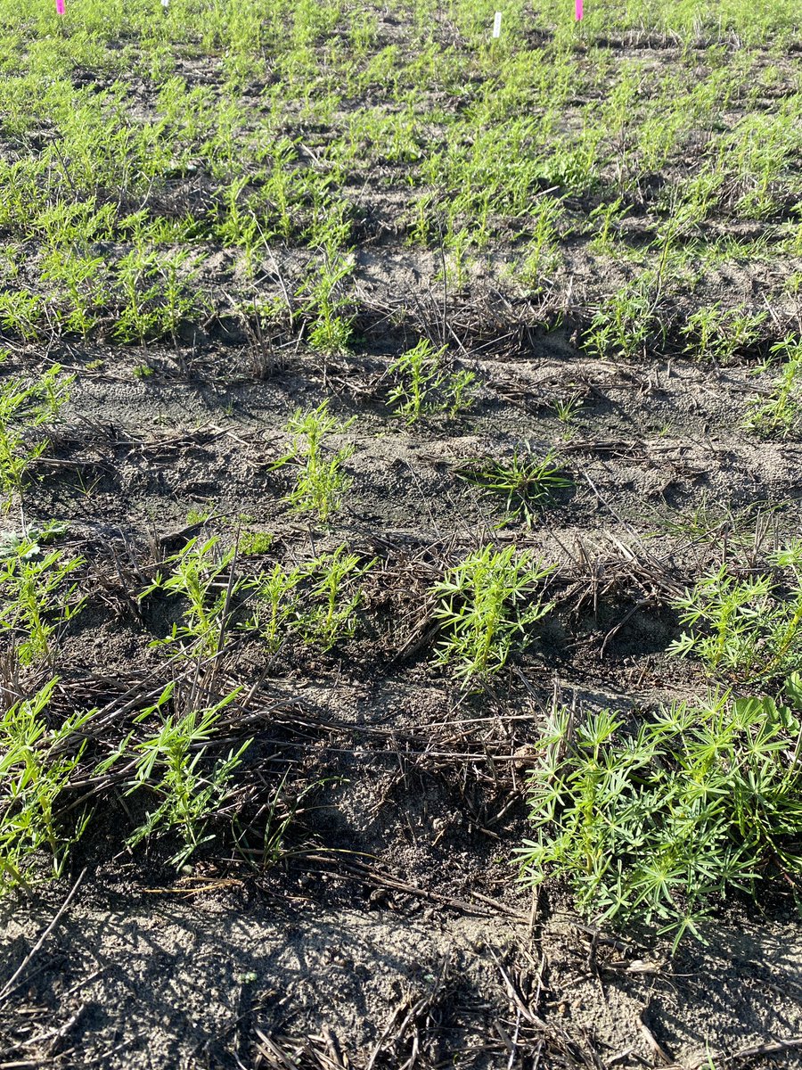 BevanAddison's tweet image. Good few days in Esperance last week checking Ultro systems trial. Just doing it’s thing nicely @Adama_AU