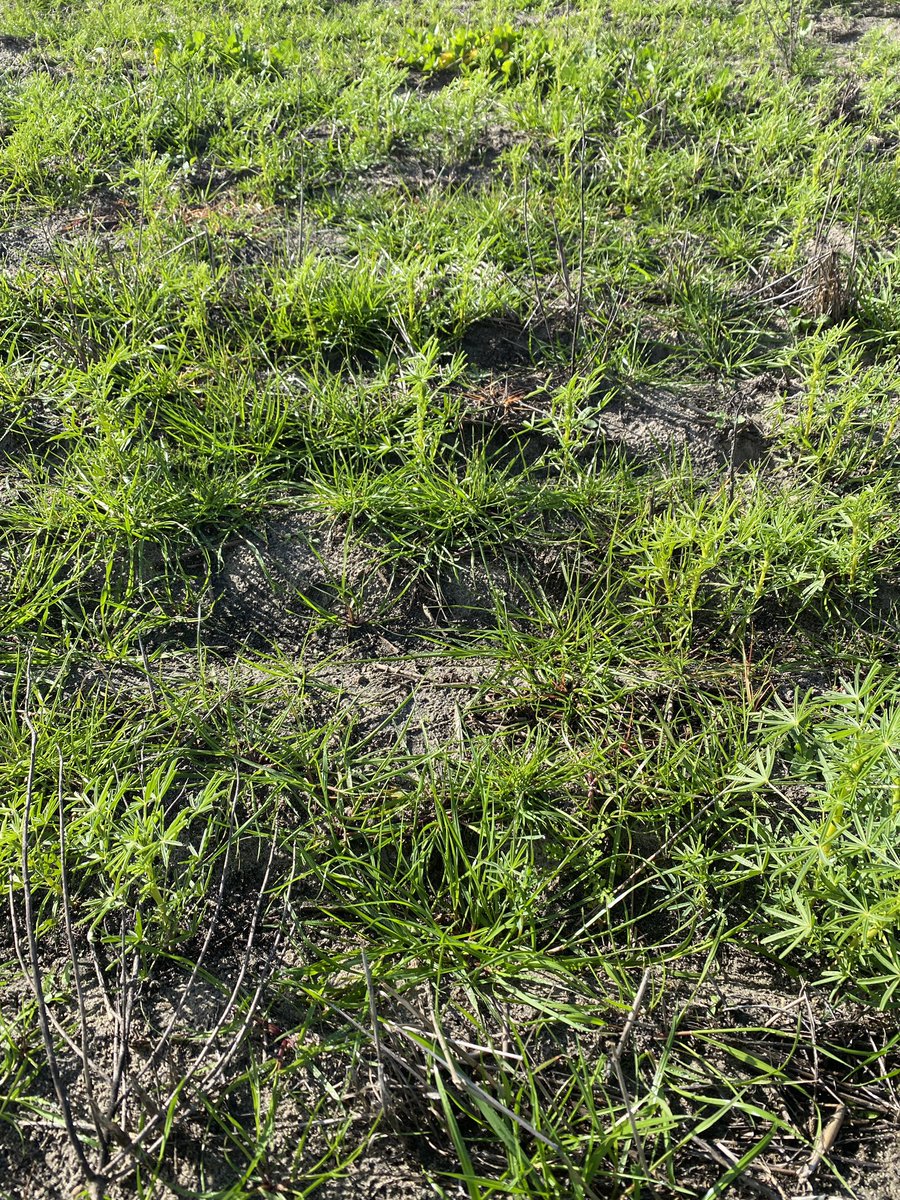 BevanAddison's tweet image. Good few days in Esperance last week checking Ultro systems trial. Just doing it’s thing nicely @Adama_AU