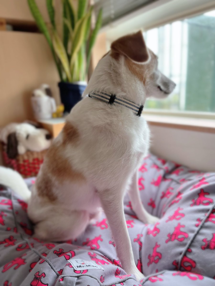 今日は雨だなあ…と
外を眺める犬さん🐾
#雑種犬 #ビーグル雑種 #柴犬雑種
#犬好きさんとつながりたい