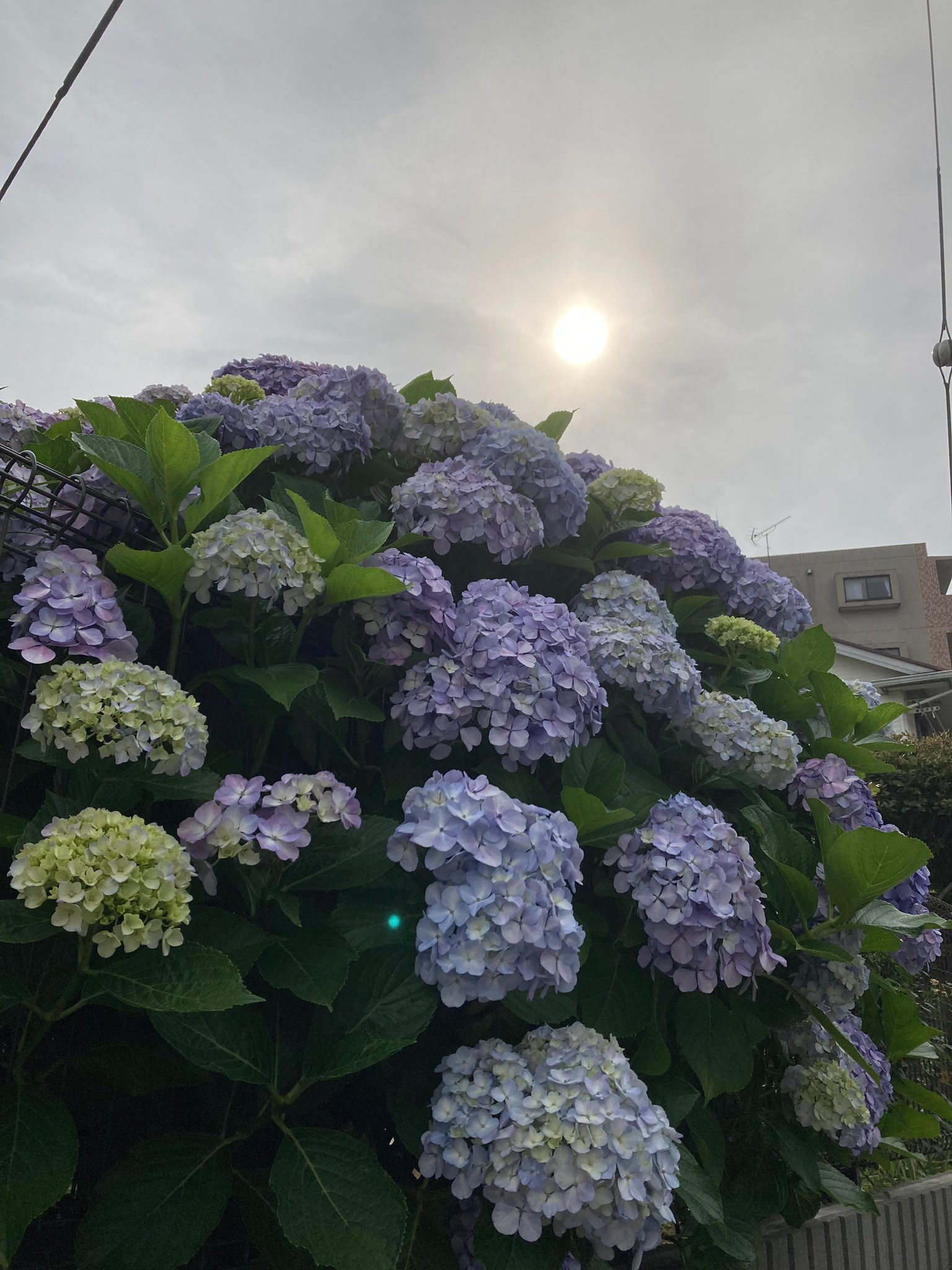 ざいぜん ごろう 今週は雨ですねー でも 日焼けしてる紫陽花たちには恵みの雨かも だけど 台風の被害はありませんように おはようございます ᴳᴼᴼᴰ ᴹᴼᴿᴺᴵᴺᴳ໒ ﾟ T Co Kpl525fovp Twitter