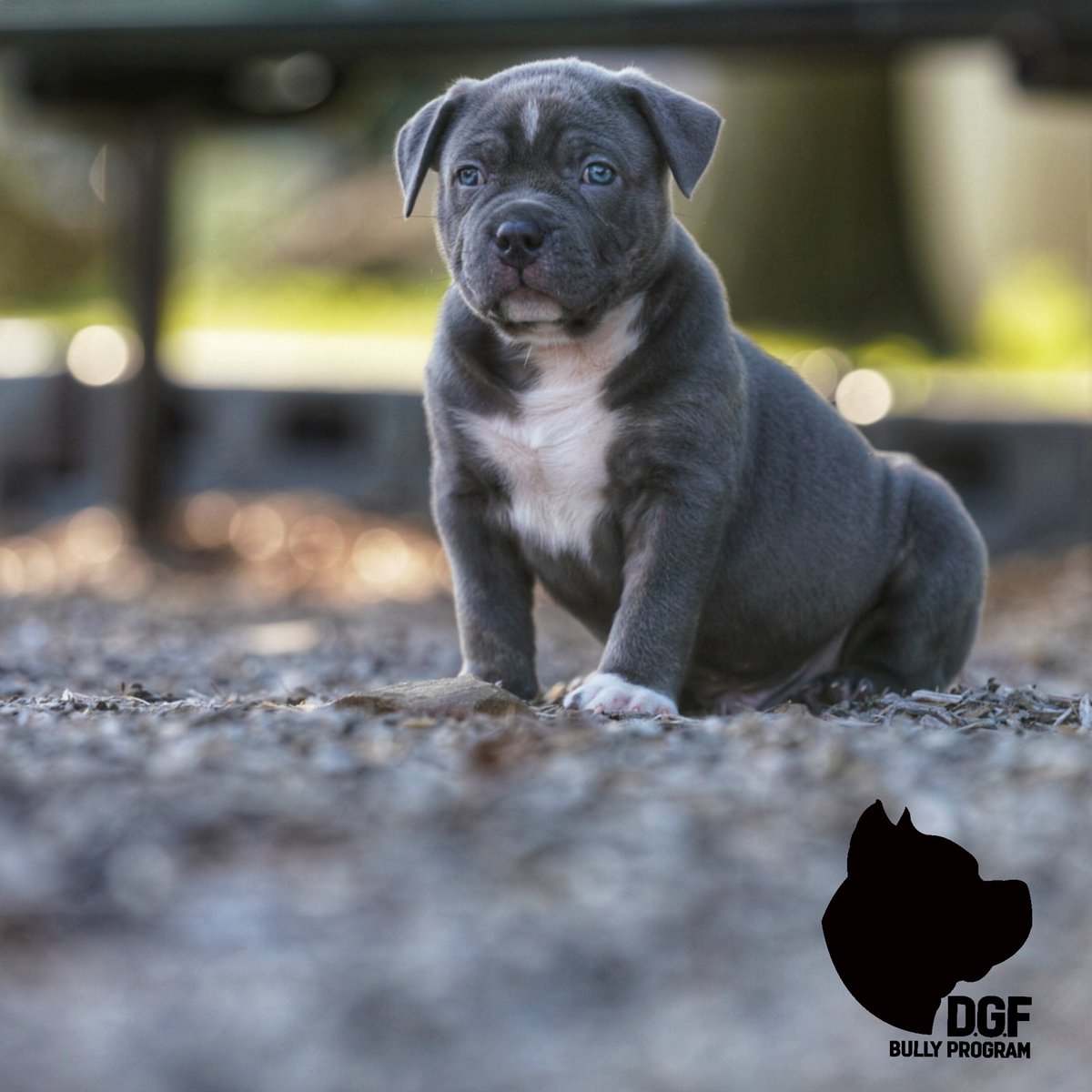 moedad20's tweet photo. American Bullies XL is fire!!! DGF BullyProgram_PA available!! https://t.co/XtnJM45IbP