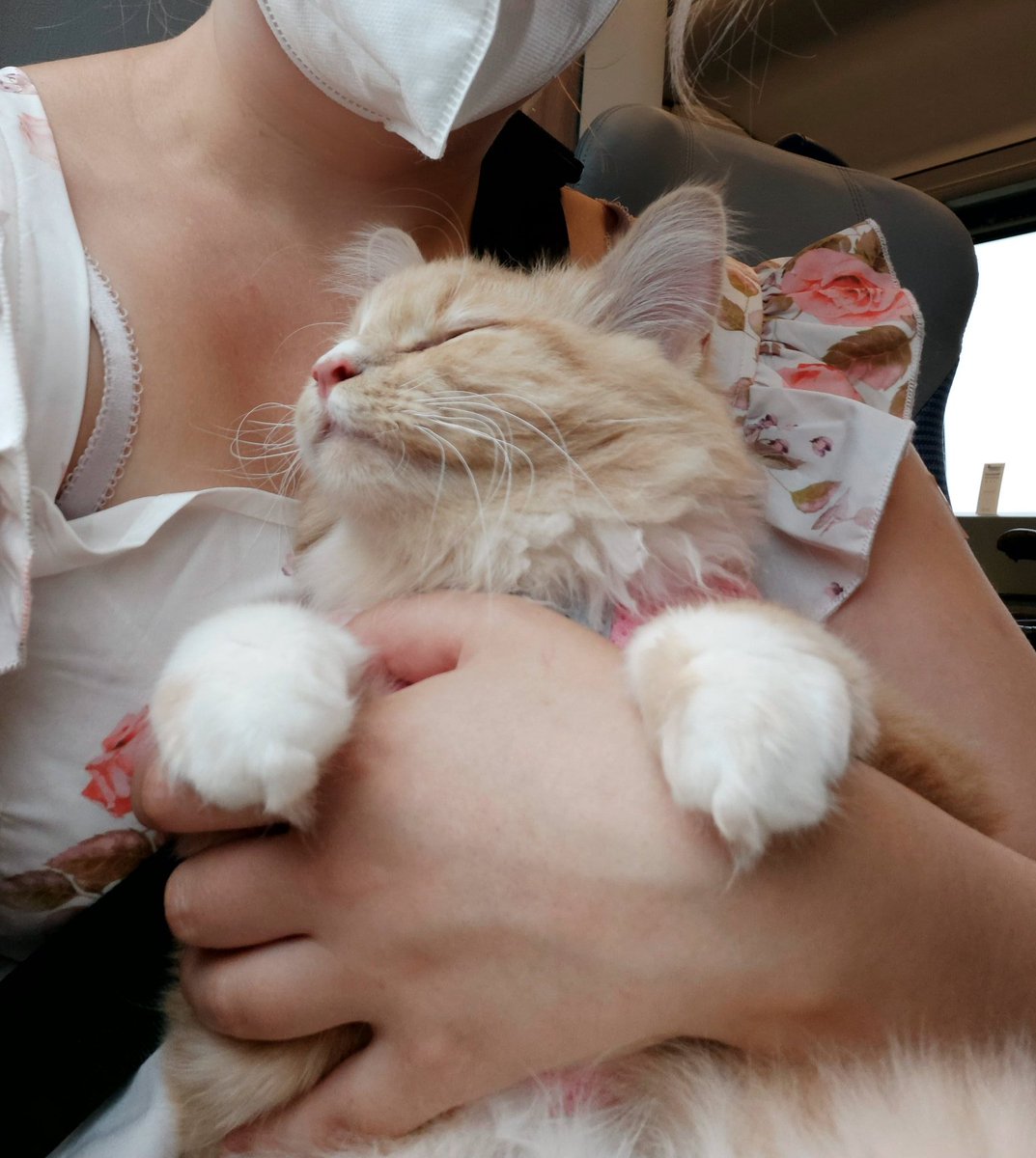 PawsleyTheCat tweet picture