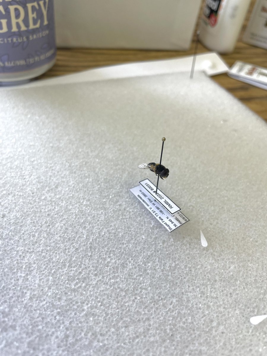 Kaysee Arrowsmith tweet media