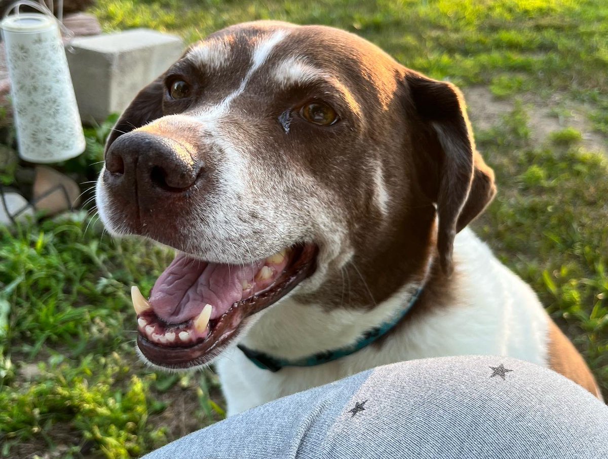 AmyZQuinn's tweet photo. Smiling dog trying to charm his way into a s’more #noneforyou https://t.co/aF1ti3itep