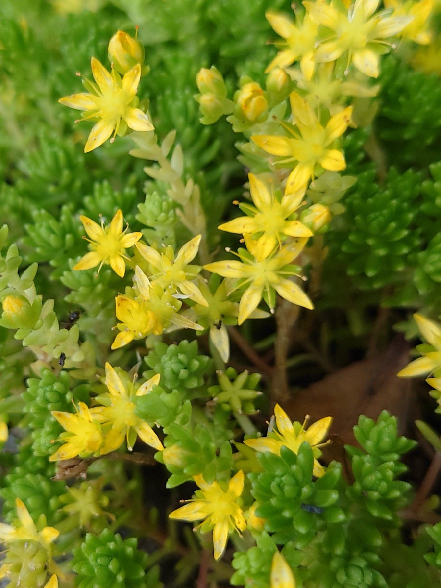 Lev Etheredmoon Twitter