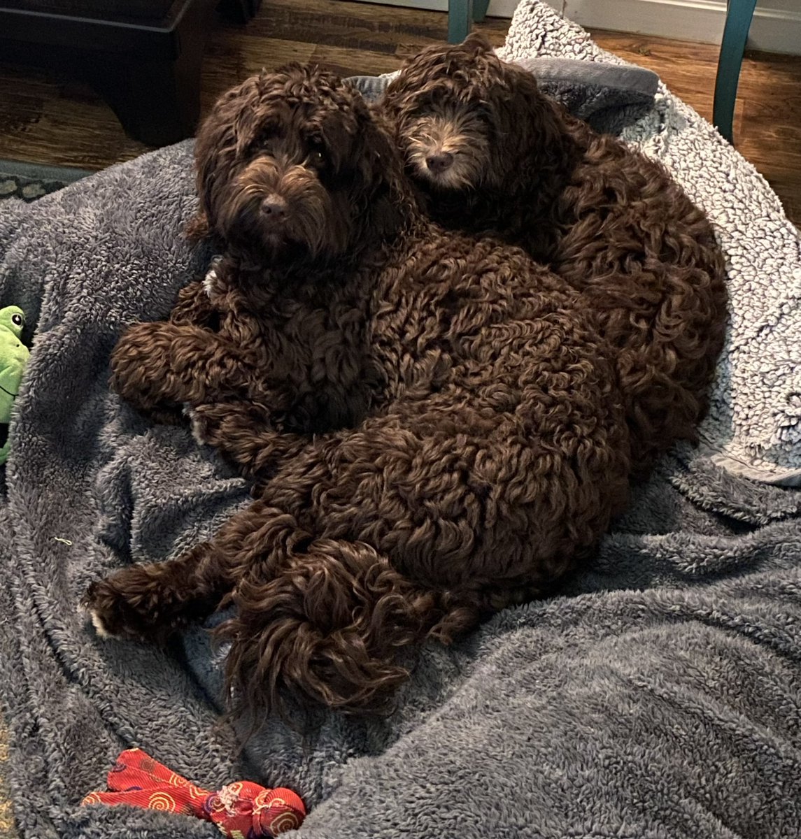 prn19's tweet photo. I quiet moment for Kodiak and Grizzly amidst all their wrestling on this holiday weekend. #surgdog #OUvasculardogs #twopups #twobrownbears #brotherlylove #bestfriends Happy 4th of July everyone! https://t.co/MFufQB3ksp