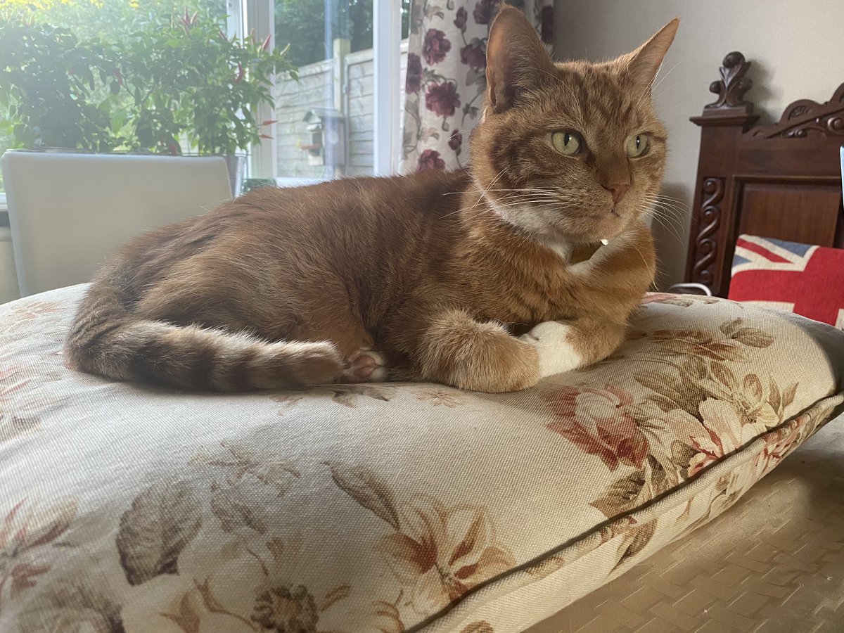 Happy Sunday!!! Mum managed to get a photo of me before I sleep again!  Hope you’re all having a lovely day!! #CatsOfTwitter #GingerCats