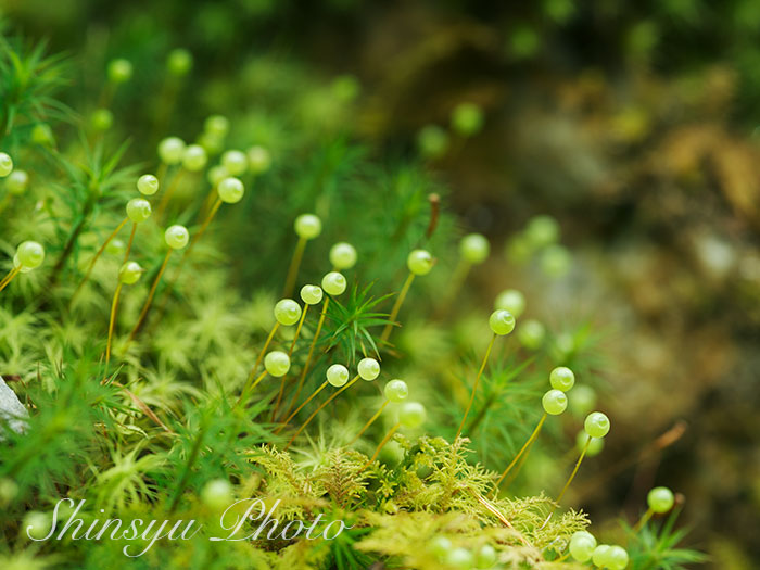 Shinsyu Photo タマゴケ 長野県松本市近郊 過去の画像です 玉苔は タマゴケ目タマゴケ科に属するコケ植物です この名前は 写真の様にまん丸の胞子体を付けることから名付けられました 花言葉 キノコ全般 疑い T Co Cizvnud9zc Twitter