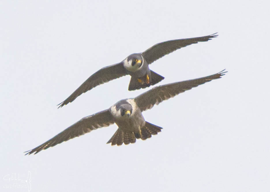 grifbag1's tweet image. It&apos;s been my complete pleasure to watch this family of peregrines....mum and dad, female and male chick❤️....
#steeplearningcurve
#peregrine
@RSPBLiverpool