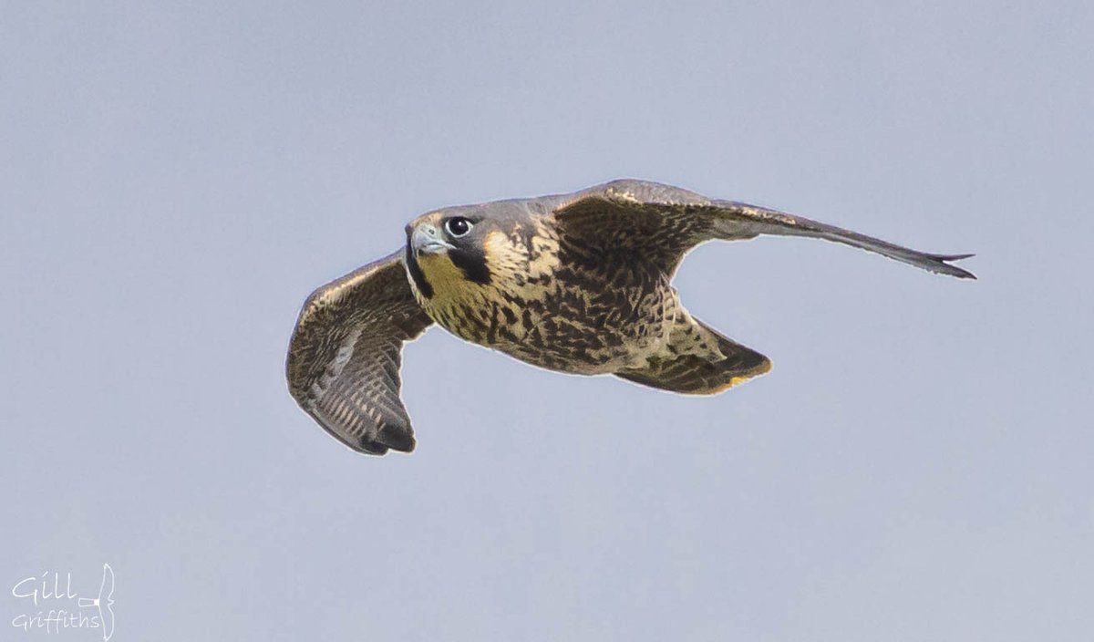 grifbag1's tweet image. It&apos;s been my complete pleasure to watch this family of peregrines....mum and dad, female and male chick❤️....
#steeplearningcurve
#peregrine
@RSPBLiverpool