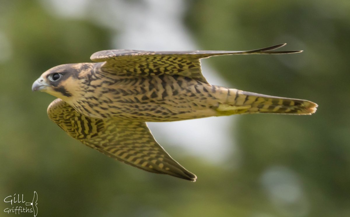 grifbag1's tweet image. It&apos;s been my complete pleasure to watch this family of peregrines....mum and dad, female and male chick❤️....
#steeplearningcurve
#peregrine
@RSPBLiverpool