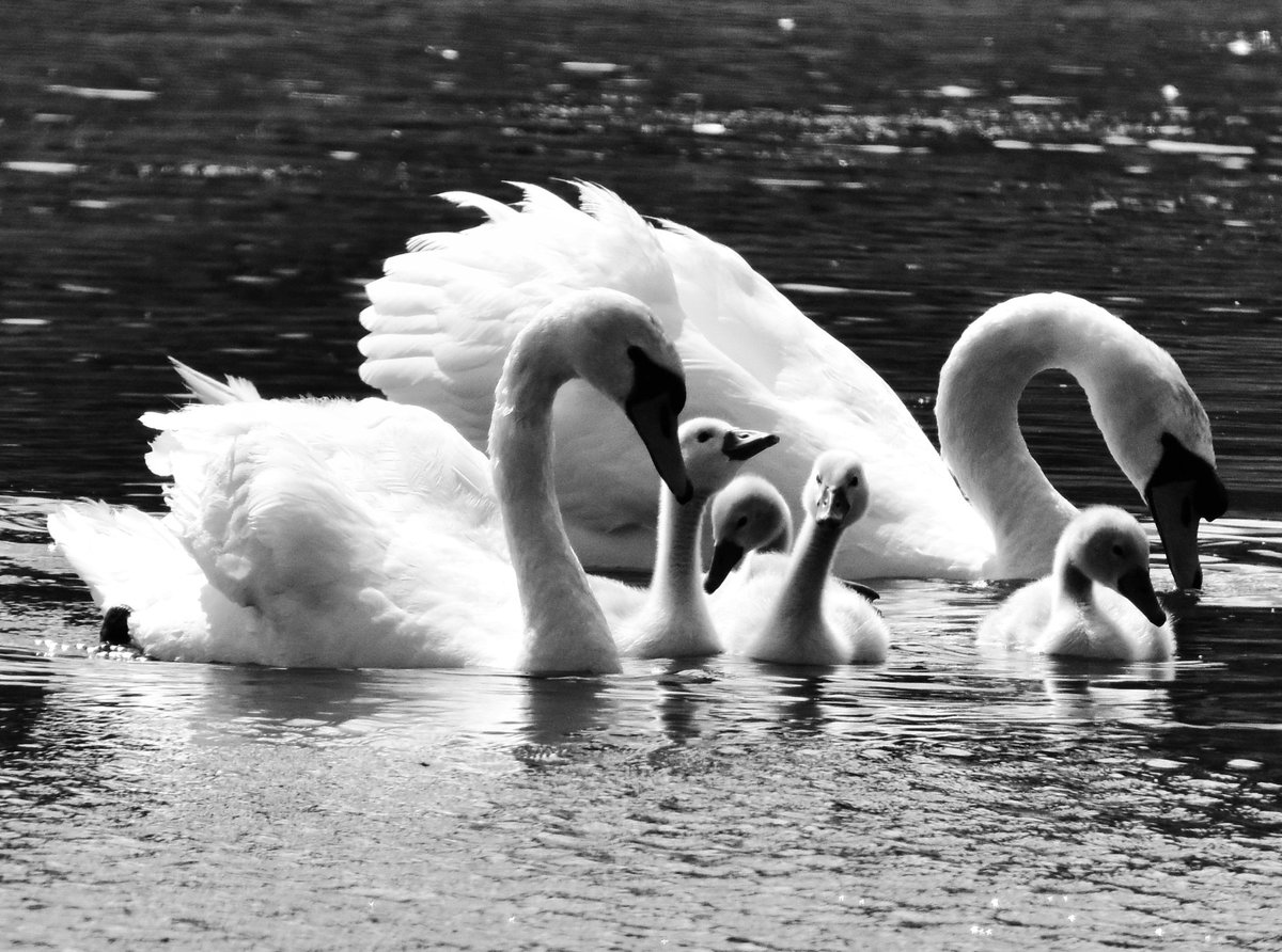 Beautiful Swan family 🤍 #TwitterNatureCommunity #TwitterNaturePhotography #birdphotography #birdwatching #BirdsSeenIn2022 #nikonphotography #sigma