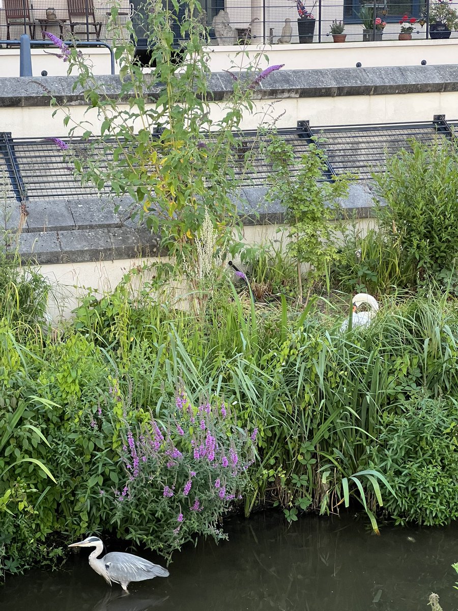 Herons in the Hogsmill