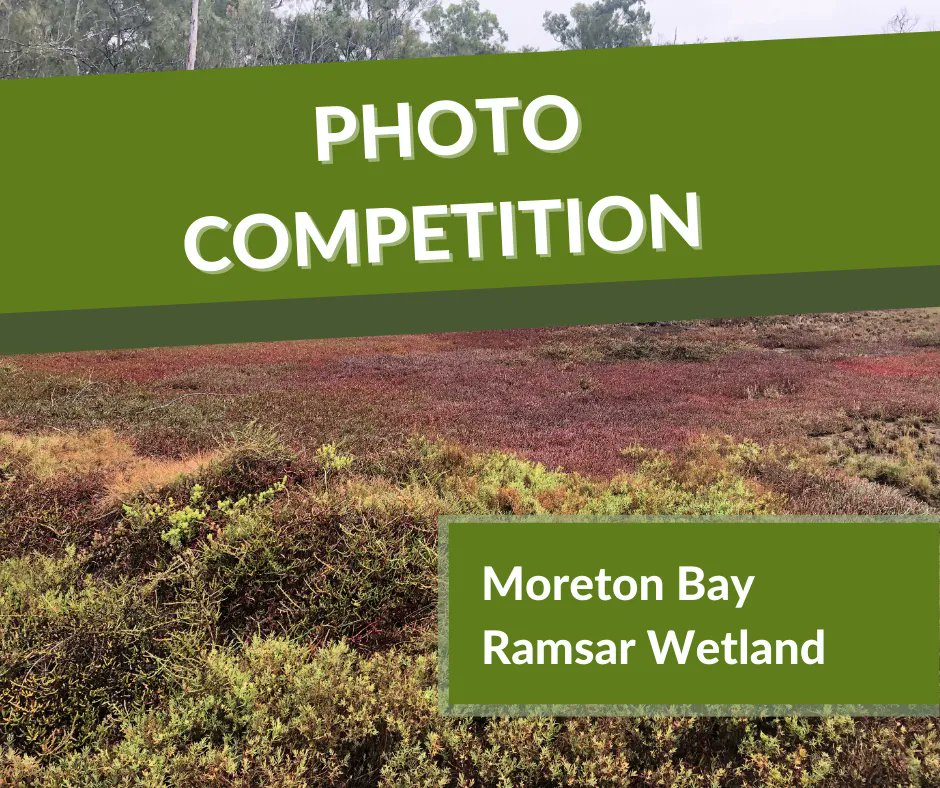 Upload your best photos of plants, animals, or landscapes showing the Moreton Bay Ramsar Wetland’s uniqueness and go in the draw to win a glamping experience on Minjerribah or ferry tickets to Coochiemudlo Island! Enter here: buff.ly/3btFQge Entries close 24 July