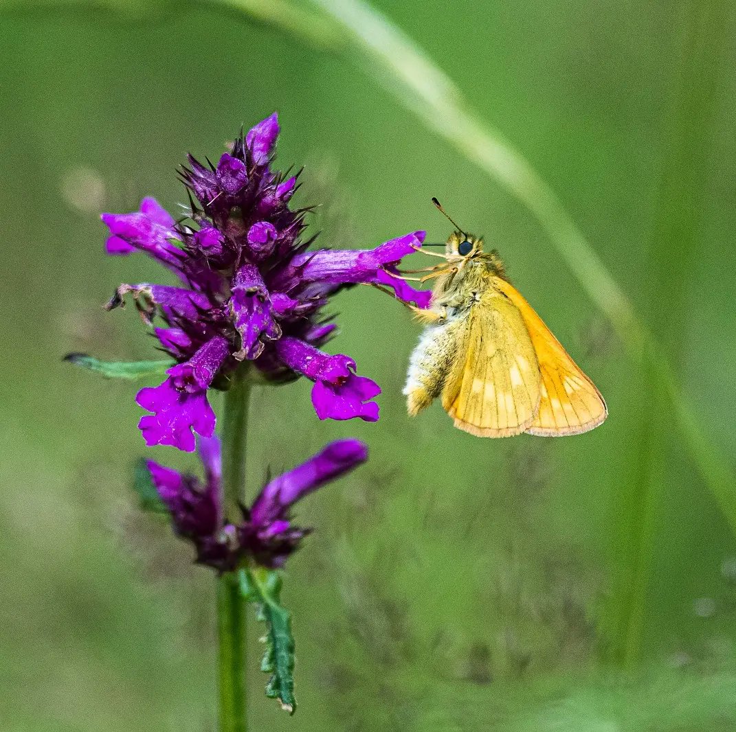l10ydie's tweet photo. A few shots from a local NR near Fownhope, managed by the @HerefordshireWT @savebutterflies  @Natures_Voice @WildlifeMag @BBCSpringwatch @WildlifeTrusts #Nupend https://t.co/lRSAzFwpMV