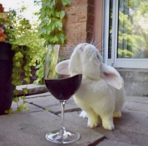 RabbitEveryHour's tweet photo. https://t.co/2ZwtCVG2J0