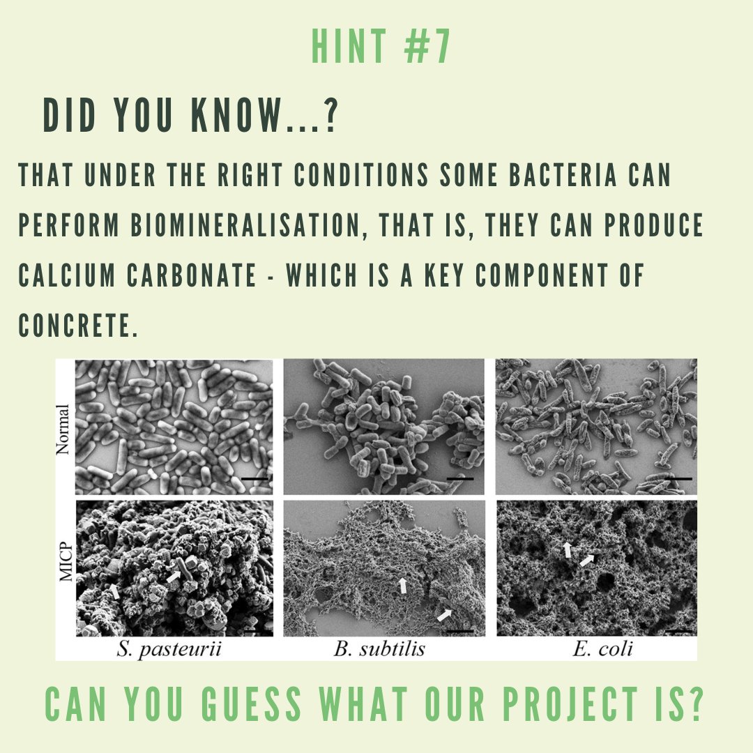💥Project reveal coming TOMORROW! 💥

Biomineralisation is defined as the process by which living organisms produce minerals. We’re particularly interested in the ability that some bacteria posses to produce calcium carbonate because it's a key component of concrete.