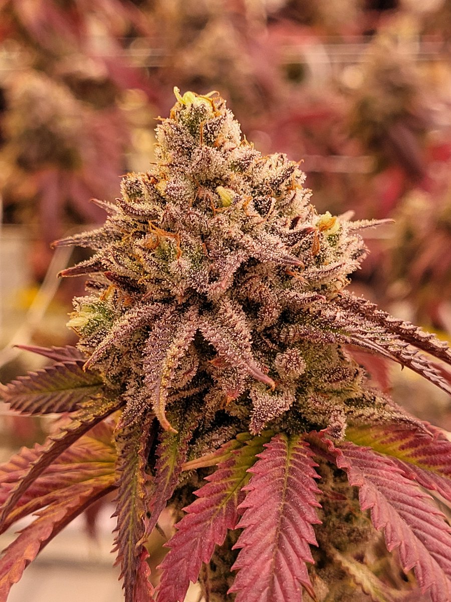 CanCanServe's tweet image. #xxx #CannabisCommunity #Weedmob #WeedLife #weedgirl #weedfarm #Canada  #lp #CannabisCommunity #hightime