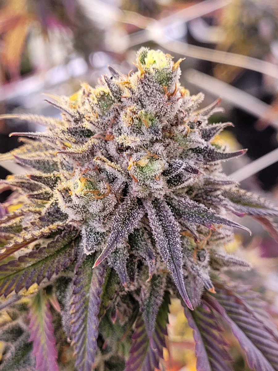 CanCanServe's tweet image. #xxx #CannabisCommunity #Weedmob #WeedLife #weedgirl #weedfarm #Canada  #lp #CannabisCommunity #hightime