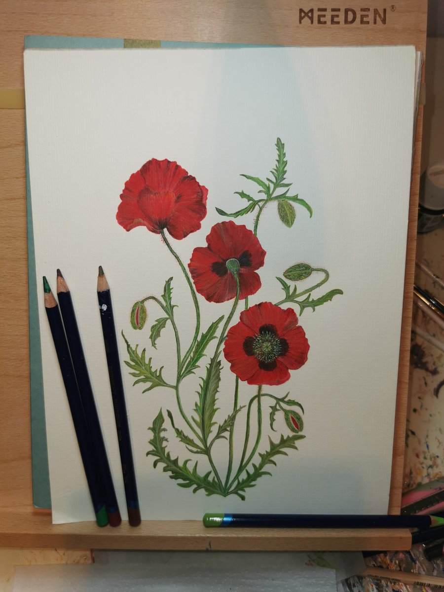 HeartSelby's tweet photo. My latest botanical ink pencil drawing of field poppies.
Meg x
#poppies #fieldpoppy #botanical #artontwitter #artisan https://t.co/uGO8UHXhLr