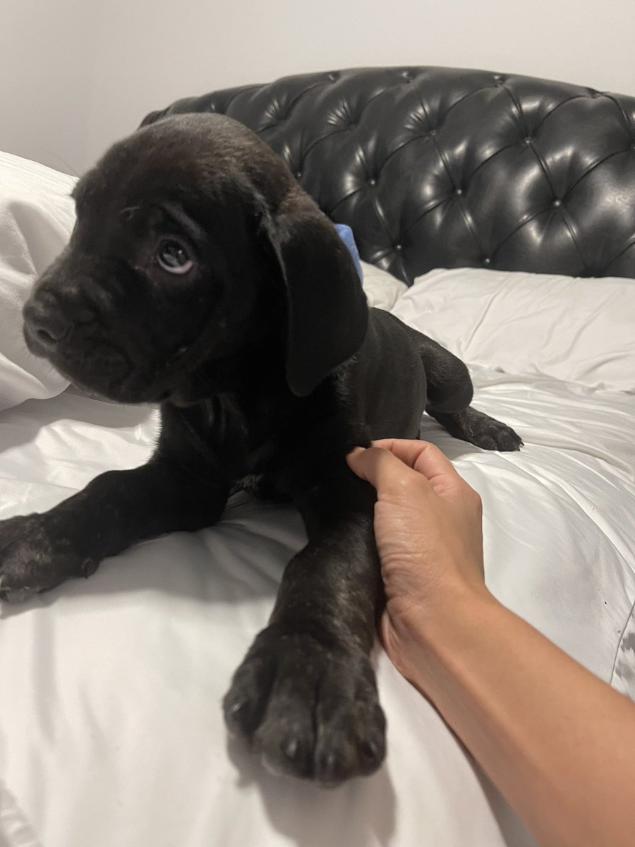Twitter meet Adonis the cutest #CaneCorso 🥹🤍