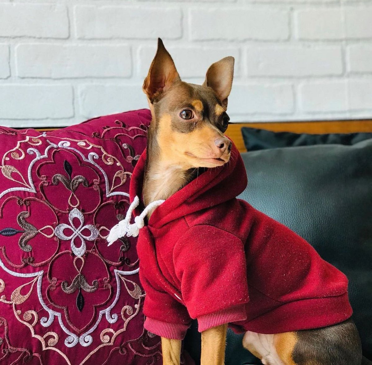 Equipolinesio's tweet photo. Descansa en Paz y vuela alto King Koco 🥺😭 https://t.co/sBnBYvKmMj